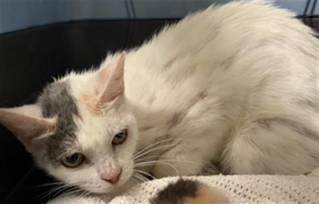 Shelter Stray Female Cat last seen Near BLOCK WASHINGTON AVE, BAKERSFIELD CA 93308, Bakersfield, CA 93308