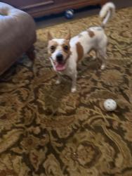 Found/Stray Male Dog last seen Wekiva springs road and Canterclub trail, Wekiwa Springs, FL 32779