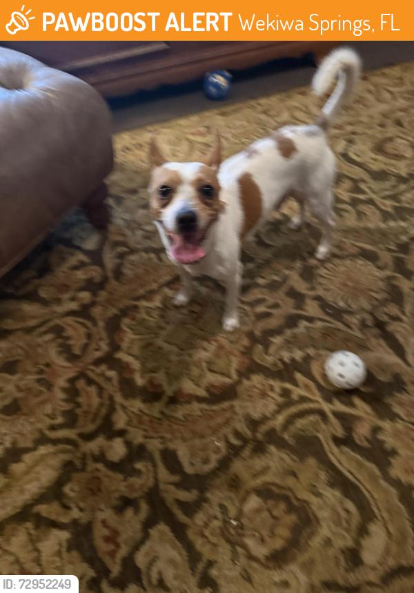 Found/Stray Male Dog last seen Wekiva springs road and Canterclub trail, Wekiwa Springs, FL 32779