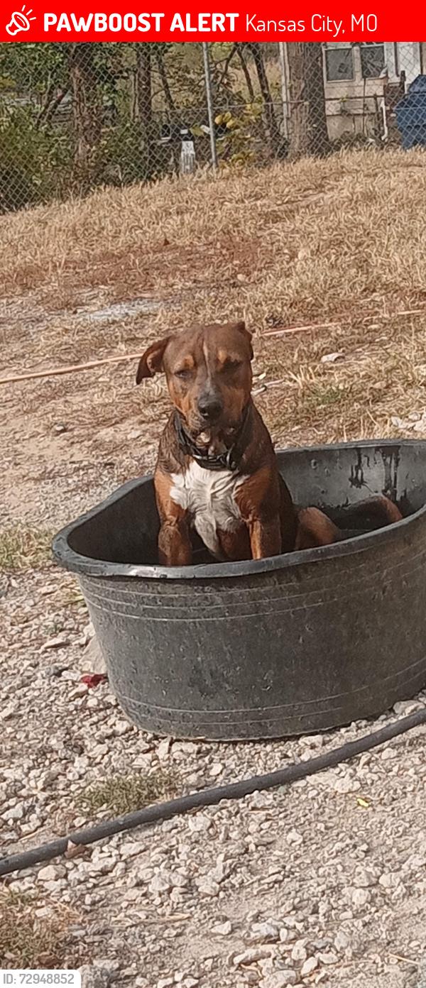 Lost Male Dog last seen 23rd Truman , Kansas City, MO 64126