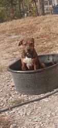 Lost Male Dog last seen 23rd Truman , Kansas City, MO 64126