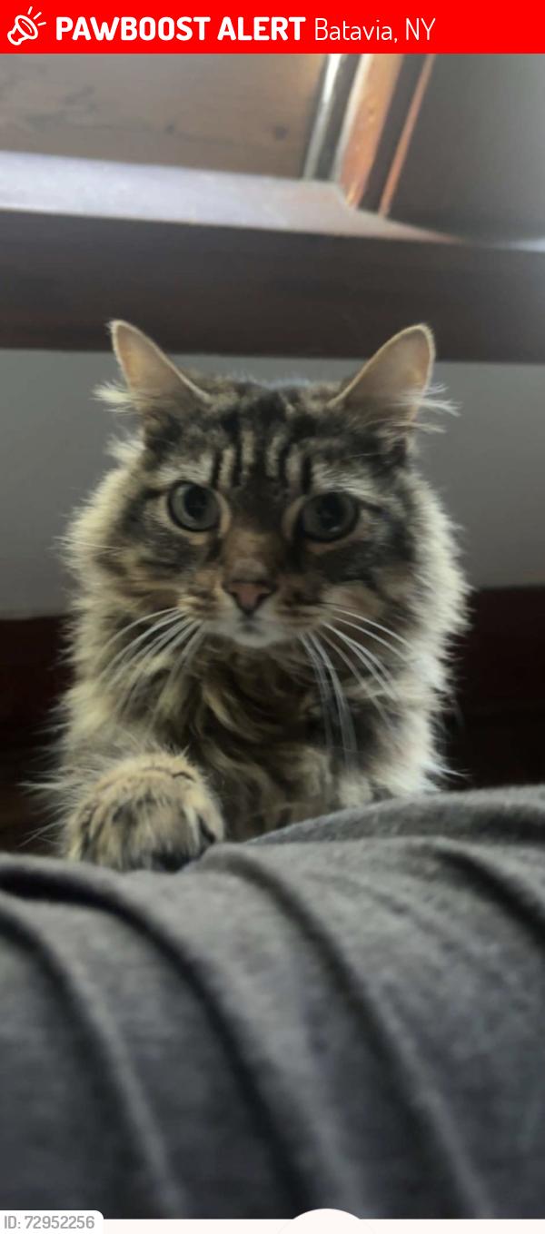 Lost Male Cat last seen Main street, Batavia, NY 14020