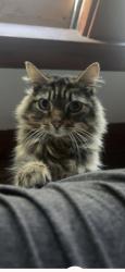 Lost Male Cat last seen Main street, Batavia, NY 14020