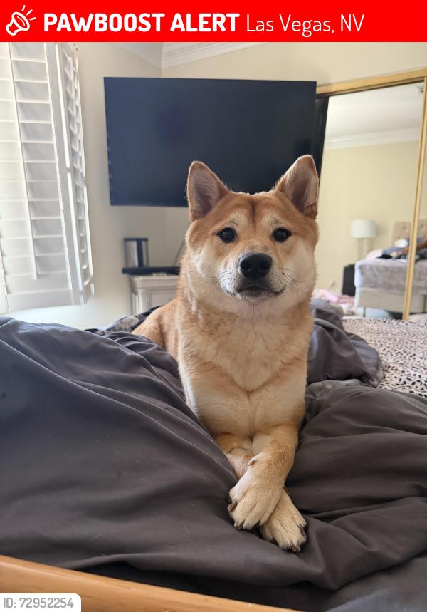 Lost Female Dog last seen Spanish Trail , Las Vegas, NV 89113