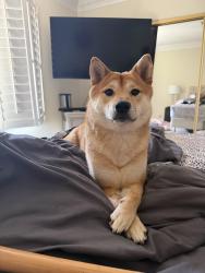 Lost Female Dog last seen Spanish Trail , Las Vegas, NV 89113