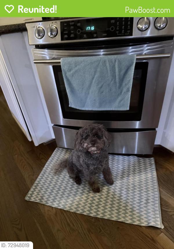 Reunited Female Dog last seen Forest Oaks, Greensboro, NC 27406