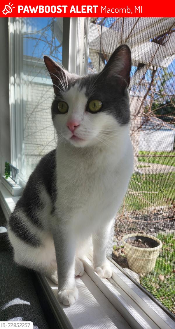 Lost Male Cat last seen Stallmann dr and benjamin dr, Macomb, MI 48042