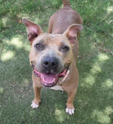 Shelter Stray Female Dog last seen Citrus County, FL 34428, Inverness, FL 34450