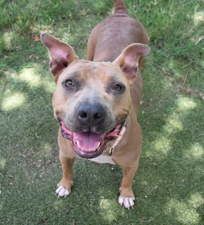 Shelter Stray Female Dog last seen Citrus County, FL 34428, Inverness, FL 34450