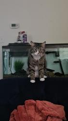 Lost Female Cat last seen La Grange, Newark, DE 19702