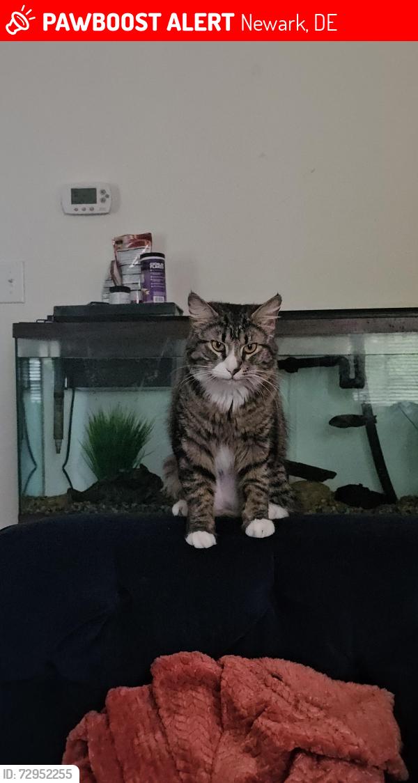 Lost Female Cat last seen La Grange, Newark, DE 19702
