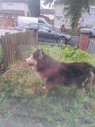 Reunited Unknown Dog last seen Beversbrook Road, Merseyside, England L11