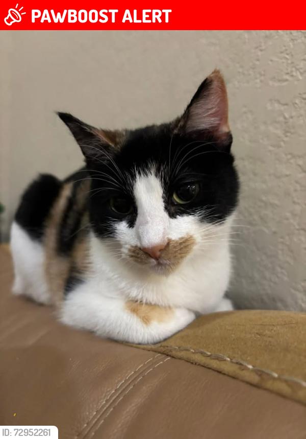 Lost Female Cat last seen Glenrock Hills, Westheimer Lakes North, TX 77494