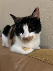 Lost Female Cat last seen Glenrock Hills, Westheimer Lakes North, TX 77494
