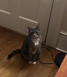 Reunited Male Cat last seen Melrose Drive SW and Victory Drive sW, Atlanta, GA 30310