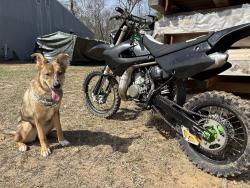 Lost Female Dog last seen at Junkyard Bar, Wisconsin Rapids, WI 54494