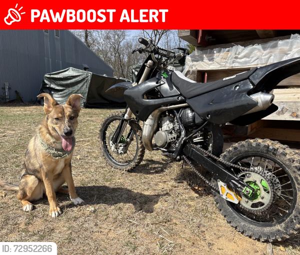 Lost Female Dog last seen at Junkyard Bar, Wisconsin Rapids, WI 54494
