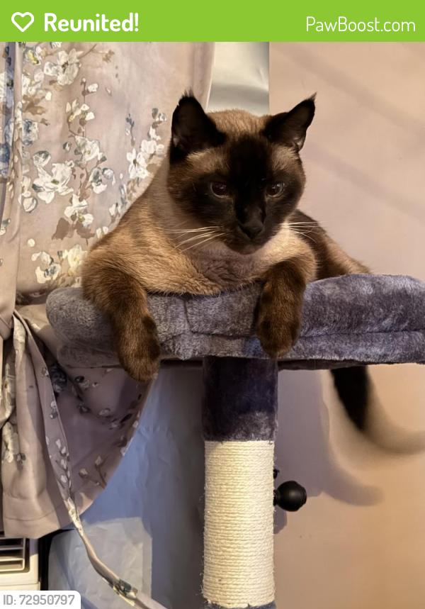 Reunited Male Cat last seen Cabots Ridge Auburn ga 30011, Auburn, GA 30011