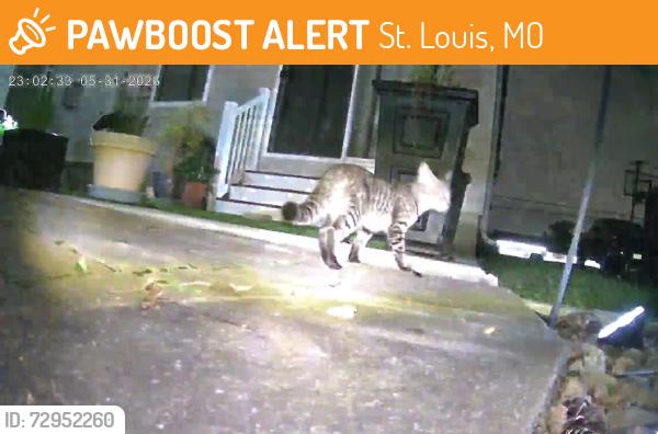 Found/Stray Unknown Cat last seen Ambs road, closet crossroad Towne Centre, St. Louis, MO 63128