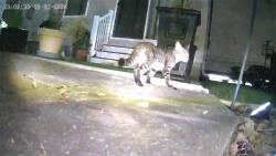Found/Stray Unknown Cat last seen Ambs road, closet crossroad Towne Centre, St. Louis, MO 63128