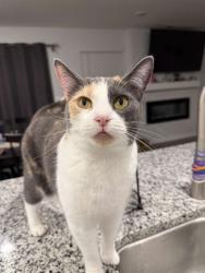 Reunited Female Cat last seen Miltonsburg Drive, Pentress Drive, in Allmon Run neighborhood community off of Alkire Road, Grove City, OH 43123