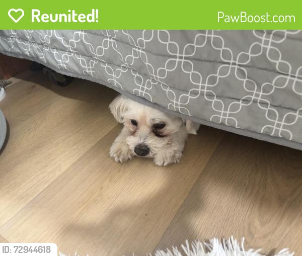 Reunited Male Dog last seen Near W CAMELBACK RD LOT 061, Phoenix, AZ 85031