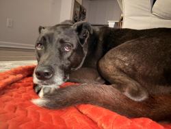 Found/Stray Female Dog last seen Howard Road, Simpsonville South Carolina, Simpsonville, SC 29681