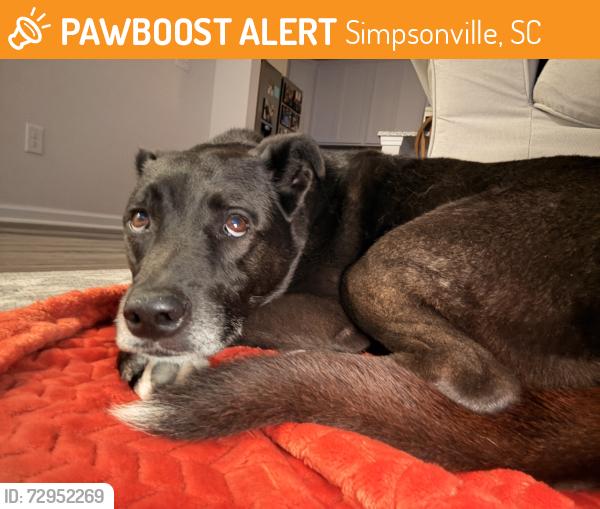 Found/Stray Female Dog last seen Howard Road, Simpsonville South Carolina, Simpsonville, SC 29681