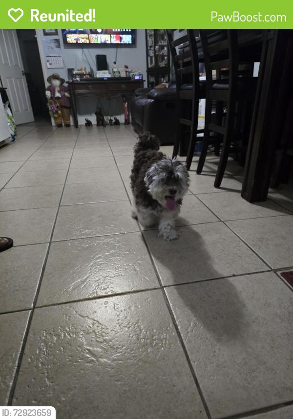 Reunited Male Dog last seen Back side of cementary , Miami-Dade County, FL 33168