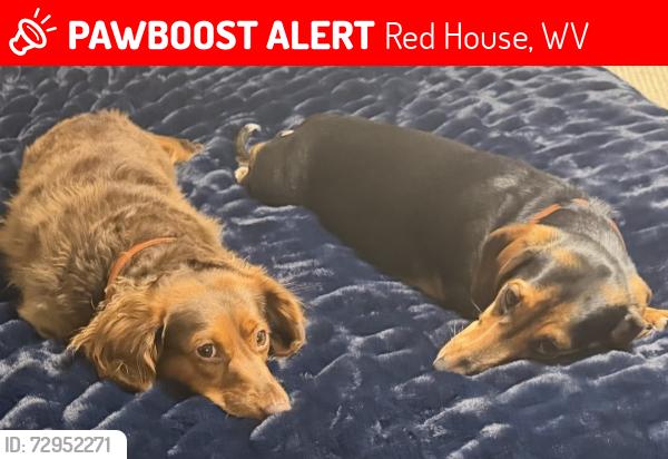 Lost Unknown Dog last seen Midway Hollow Road , Midway, Red House, WV 25168