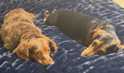Lost Unknown Dog last seen Midway Hollow Road , Midway, Red House, WV 25168