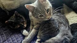 Lost Unknown Cat last seen Near Marcum Terrace, Huntington, WV 25705