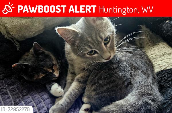 Lost Unknown Cat last seen Near Marcum Terrace, Huntington, WV 25705