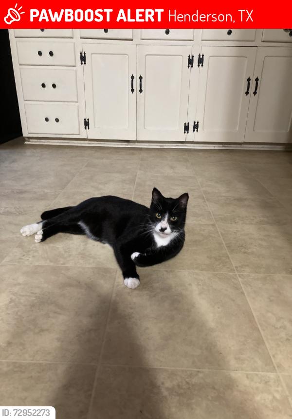 Lost Male Cat last seen Evenside, Whipporwill, Henderson, TX 75652