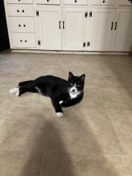 Lost Male Cat last seen Evenside, Whipporwill, Henderson, TX 75652