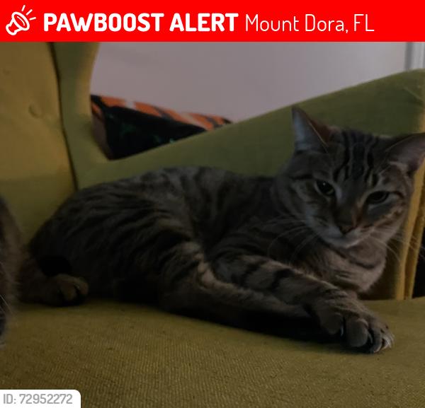 Lost Male Cat last seen Mount Dora Middle School, Mount Dora, FL 32757