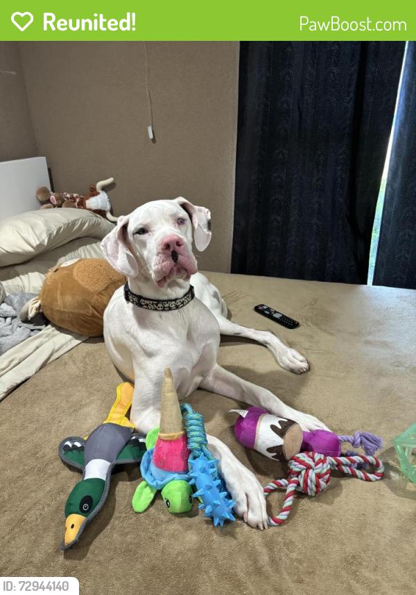 Reunited Female Dog last seen Tidwell st , Houston, TX 77076