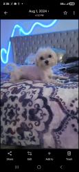 Lost Male Dog last seen Embassy suites , Dallas, TX 75204