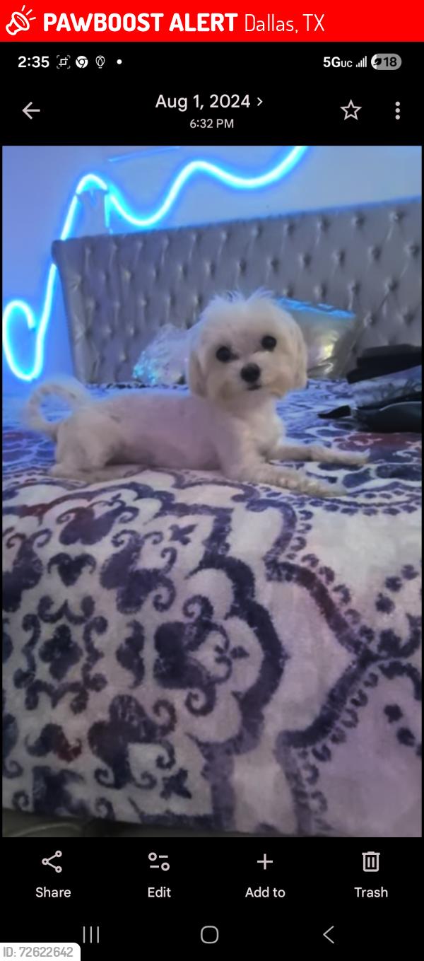 Lost Male Dog last seen Embassy suites , Dallas, TX 75204
