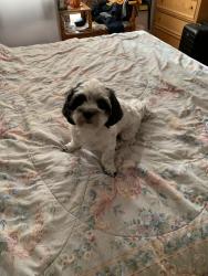 Reunited Male Dog last seen Drumcliff Ave & Gold Coast Dr, San Diego, CA 92126