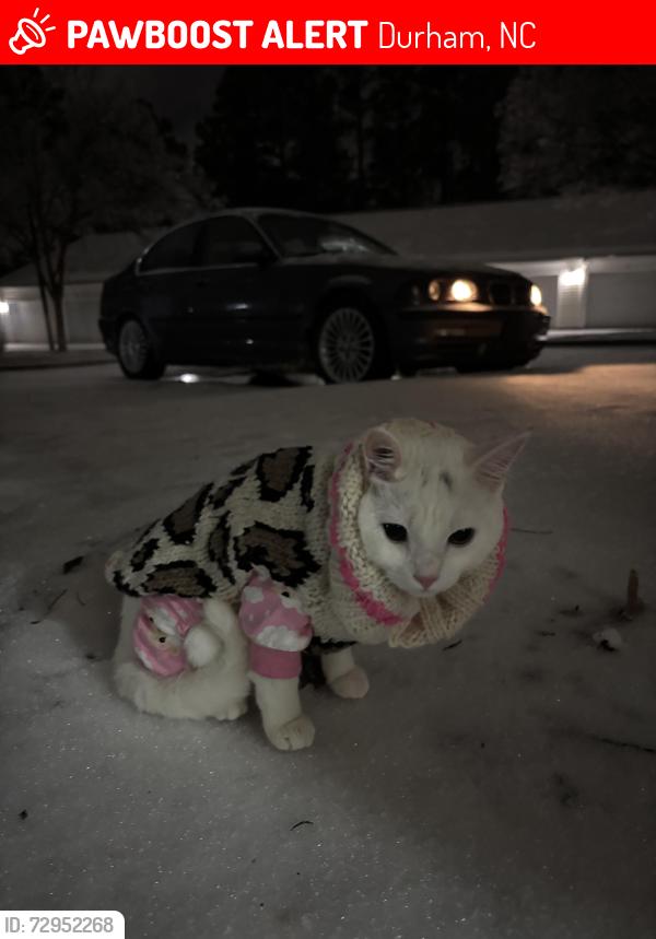 Lost Female Cat last seen near hope valley and garret rd, Durham, NC 27707
