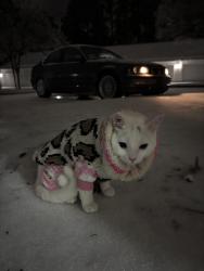 Lost Female Cat last seen near hope valley and garret rd, Durham, NC 27707
