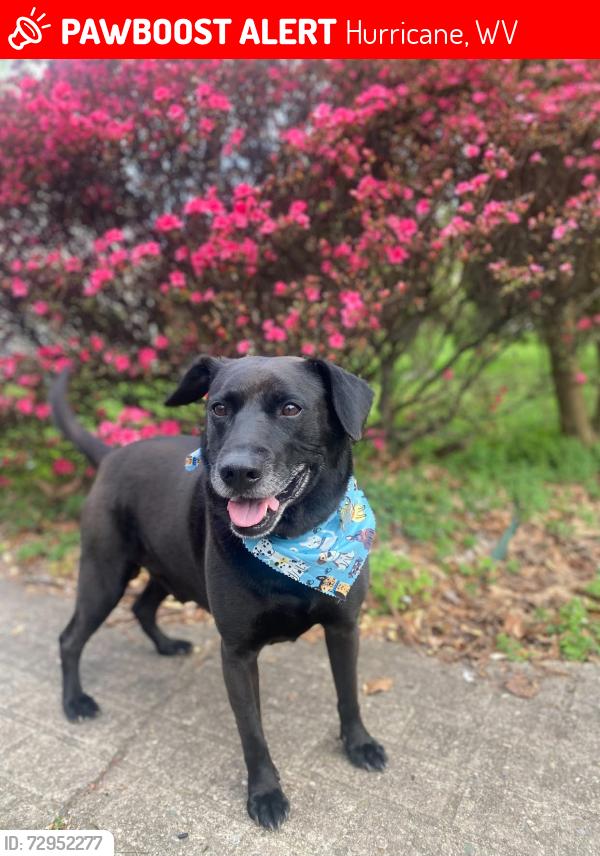 Lost Male Dog last seen Spite Rd and Sam’s Fork, Hurricane, WV 25526