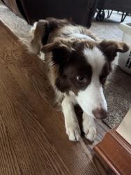 Reunited Male Dog last seen Pine knob music theater , Village of Clarkston, MI 48348