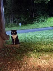 Found/Stray Unknown Cat last seen Quiet Stream court and Girdwood Road, Timonium, MD 21093