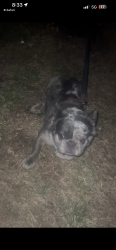Lost Male Dog last seen wentworth ave, Chicago, IL 60621