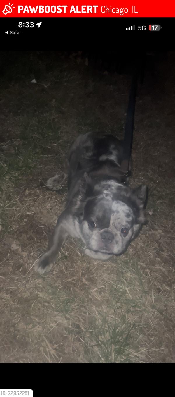 Lost Male Dog last seen wentworth ave, Chicago, IL 60621