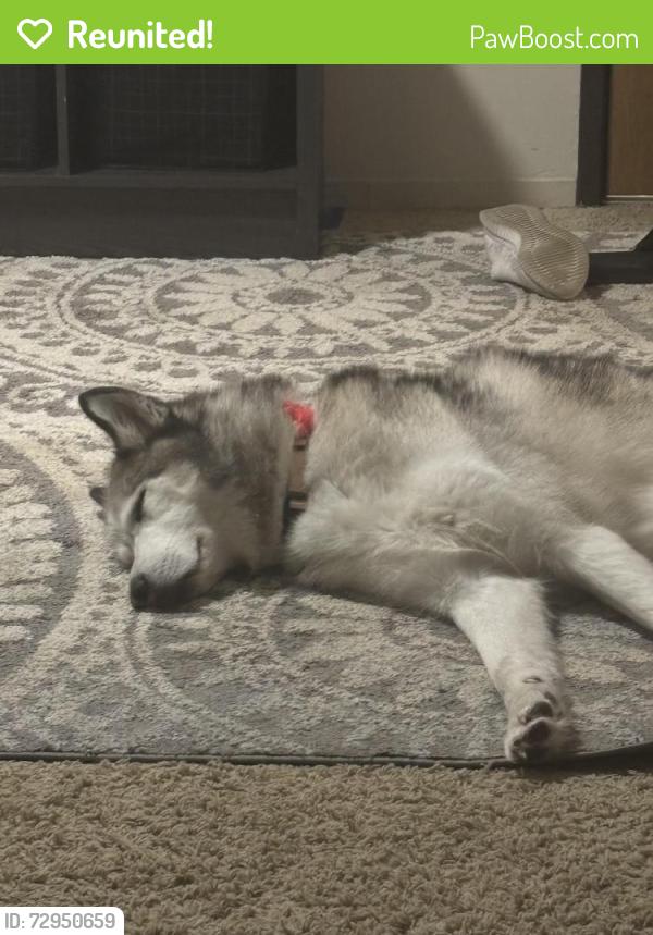 Reunited Female Dog last seen Emagine , Lakeville, MN 55044