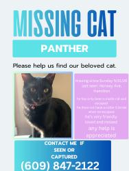Reunited Male Cat last seen Near Norway Ave, Trenton, NJ 08609, USA, Trenton, NJ 08609