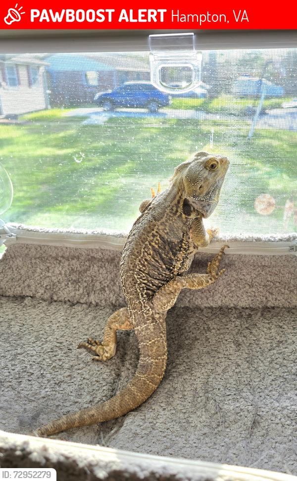 Lost Male Reptile last seen Grimes rd, Seward dr, Hampton, VA 23663